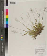 Panicum strigosum image