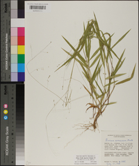 Kellochloa verrucosa image