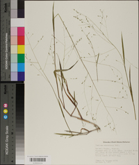 Kellochloa verrucosa image