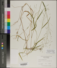 Kellochloa verrucosa image