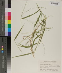 Kellochloa verrucosa image