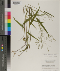 Kellochloa verrucosa image