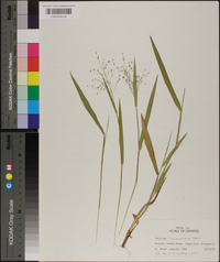 Panicum villosissimum image