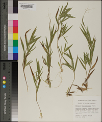 Panicum villosissimum image