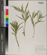 Panicum villosissimum image