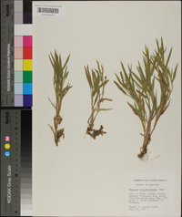 Panicum villosissimum image