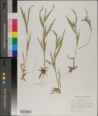 Panicum villosissimum image