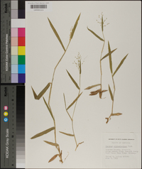 Panicum villosissimum image