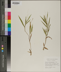 Panicum villosissimum image