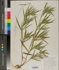 Panicum villosissimum image