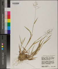 Panicum villosissimum image