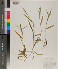 Panicum villosissimum image