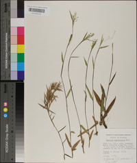 Panicum webberianum image