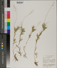 Panicum wrightianum image