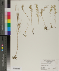 Panicum wrightianum image