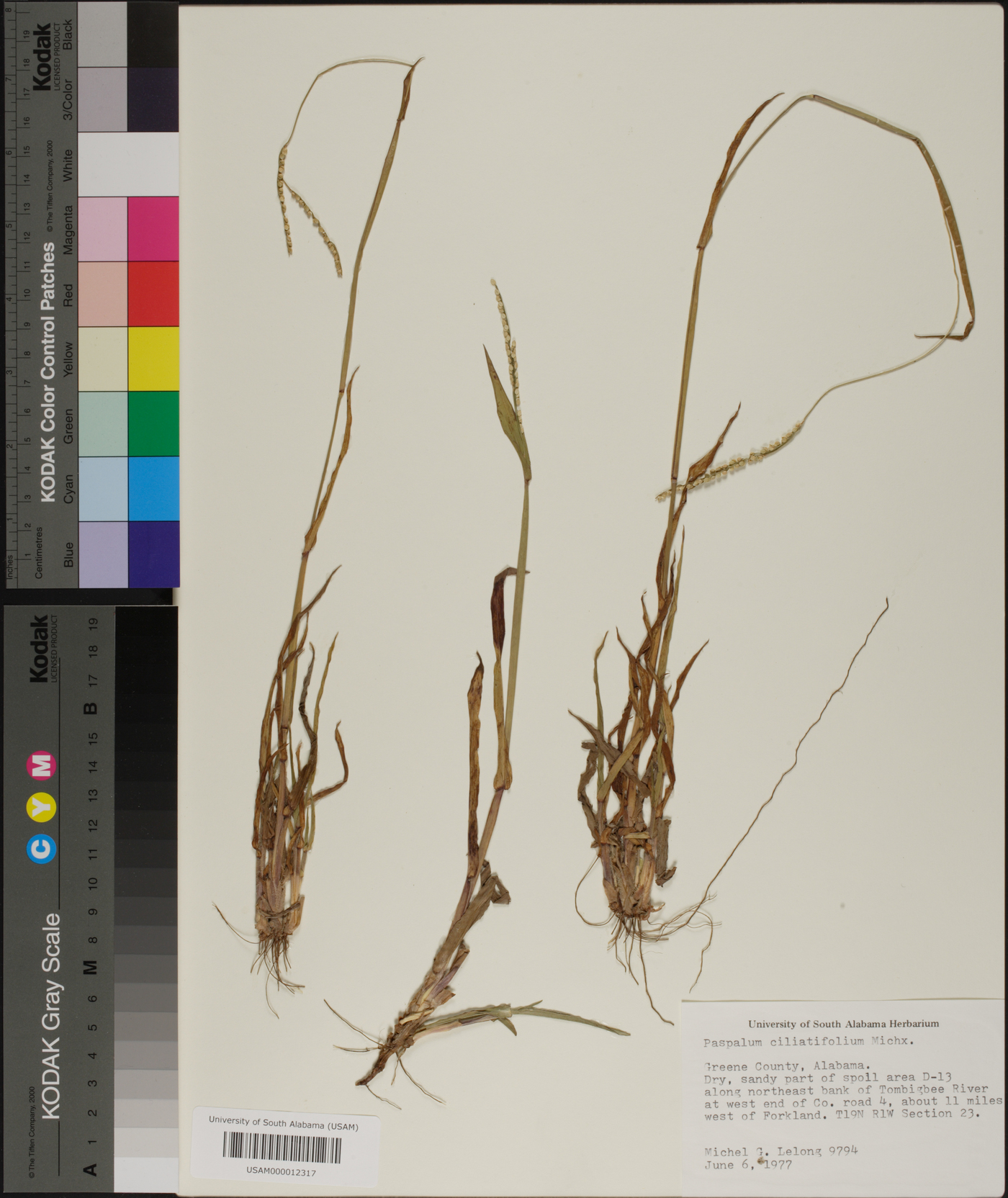 Paspalum setaceum var. ciliatifolium image