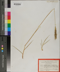 Paspalum notatum var. saurae image