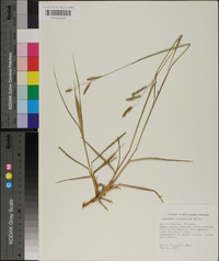 Paspalum plicatulum image