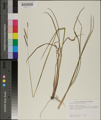 Paspalum praecox image