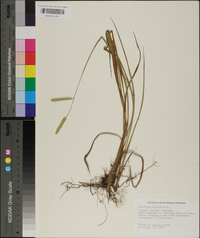 Paspalum praecox image