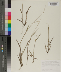 Paspalum setaceum var. setaceum image