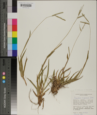 Paspalum setaceum var. supinum image