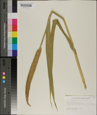 Pennisetum glaucum image