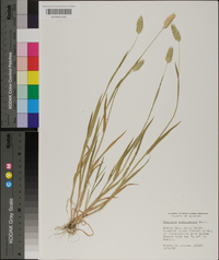 Phalaris caroliniana image