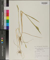 Phalaris lemmonii image