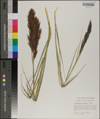 Phragmites australis image