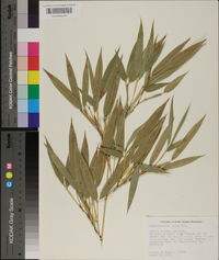 Phyllostachys aurea image