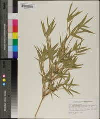 Phyllostachys aurea image