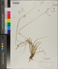 Poa cuspidata image