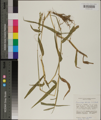 Sacciolepis striata image