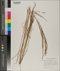 Schizachyrium scoparium var. scoparium image