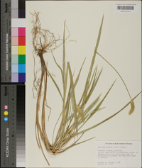 Pennisetum glaucum image