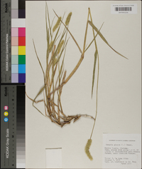 Pennisetum glaucum image