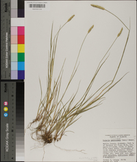 Setaria sphacelata image