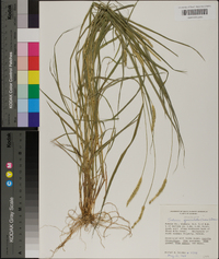 Setaria sphacelata image