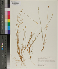 Setaria sphacelata image