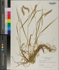 Setaria corrugata image