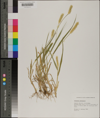 Pennisetum glaucum image