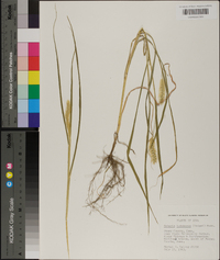 Pennisetum glaucum image