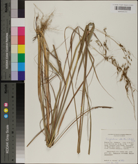 Sorghastrum elliottii image