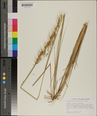 Sorghastrum secundum image