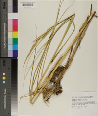 Spartina alterniflora image