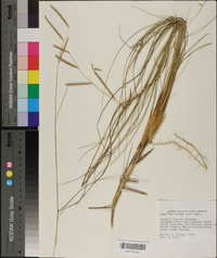 Spartina patens image