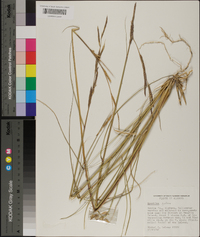 Spartina patens image