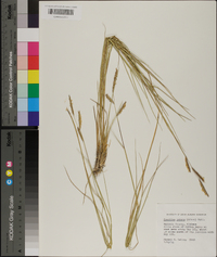 Spartina patens image