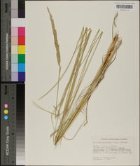 Spartina spartinae image